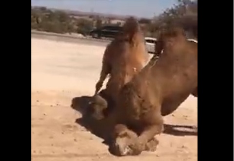 ラクダのマジ喧嘩している動画をはじめてみた！！w